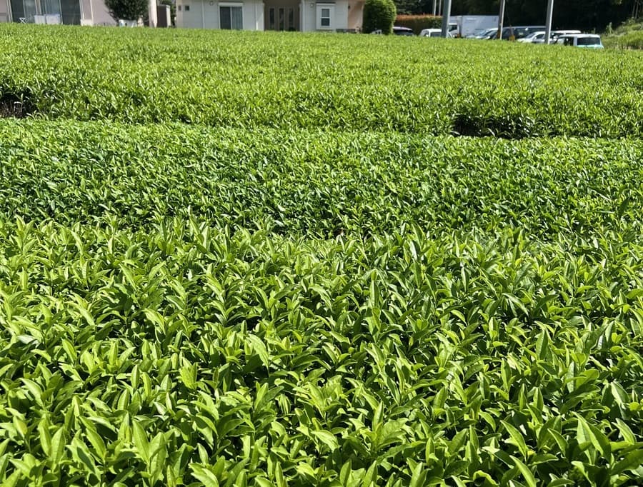 茶畑写真